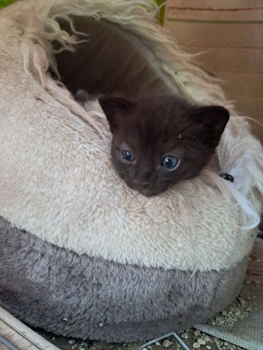 Gatinhos bebé para adoção
