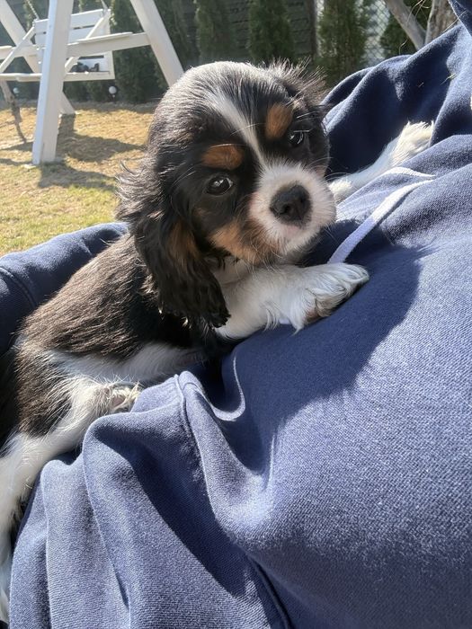 Szczenię sunia Cavalier King Charles Spaniel FCI ZKwP