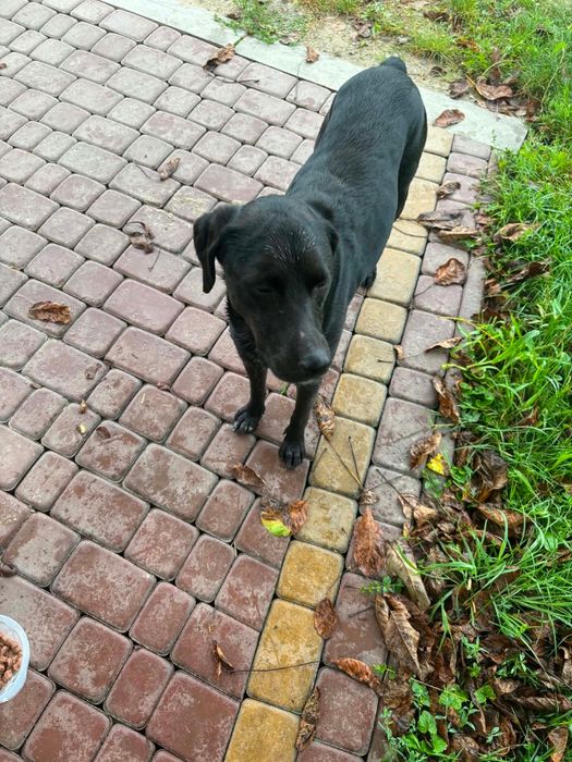 Znaleziono pieska labradora