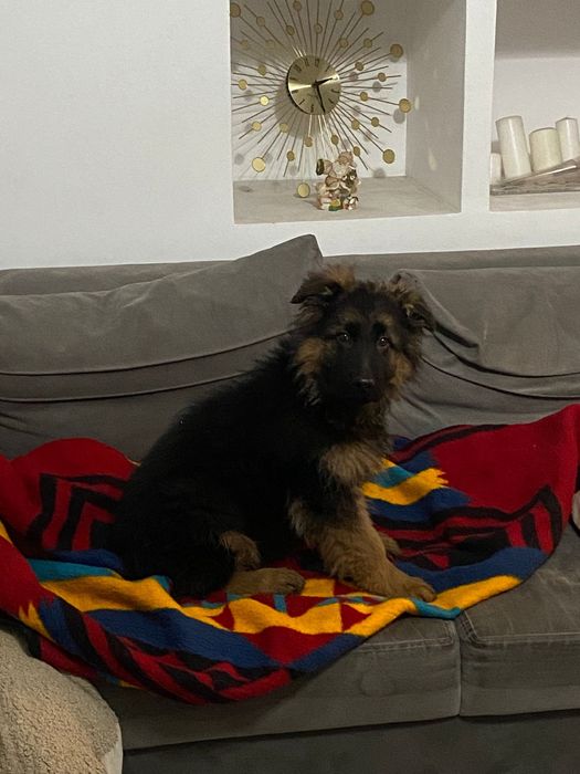 Owczarek niemiecki długowłosy pies