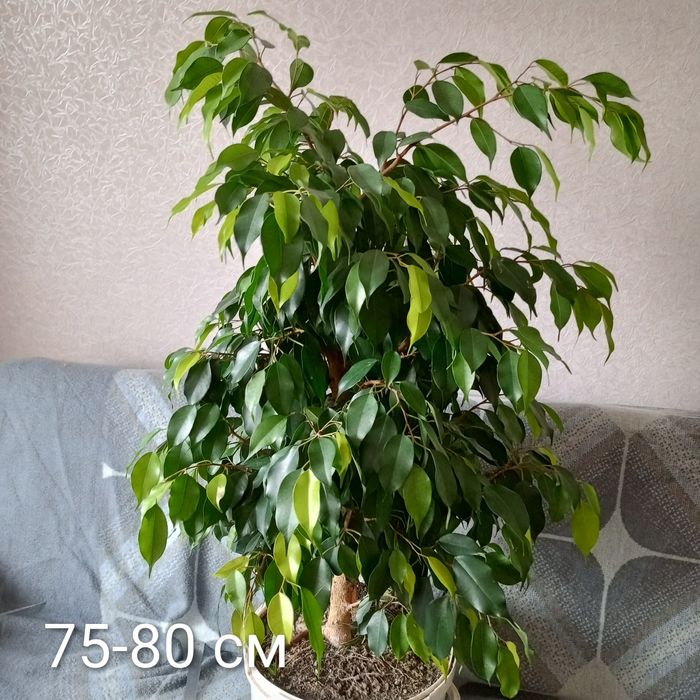 Фікус бенджаміна