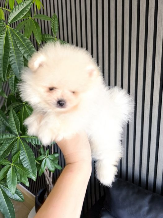 Spitz Mini.  Lulu da Pomerânia . Laranja. Linhagem Russa