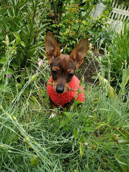 Одежда на собак, котов, сфинксов