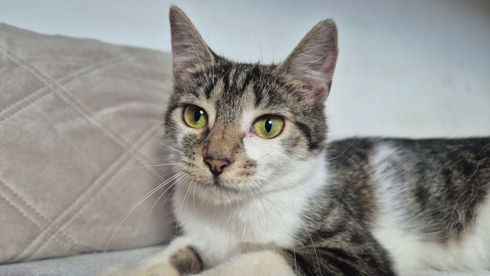 Kokoska do adopcji
