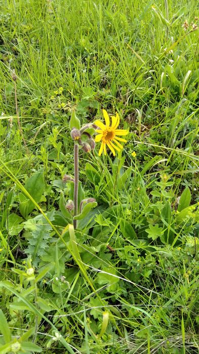 Продам. Арніка гірська. Верховина. Суха