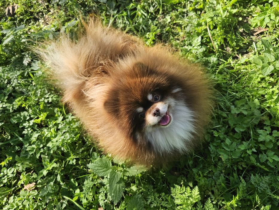 Szpic Miniaturowy (Pomeranian) czarny podpalany piesek