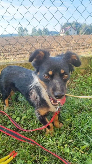 Maleńka Mocca do adopcji