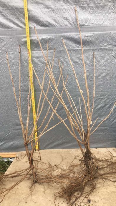 Саджанці смородини (червона, чорна, біла)/ Саженцы смородины