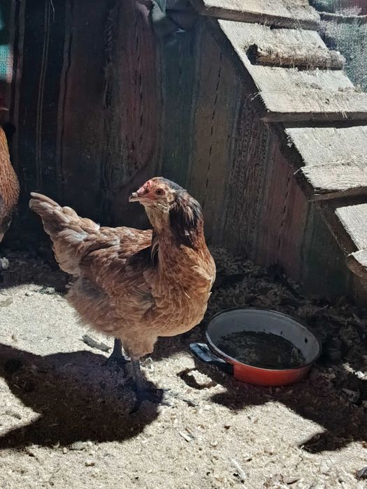 araucana ogoniasta jaja lęgowe