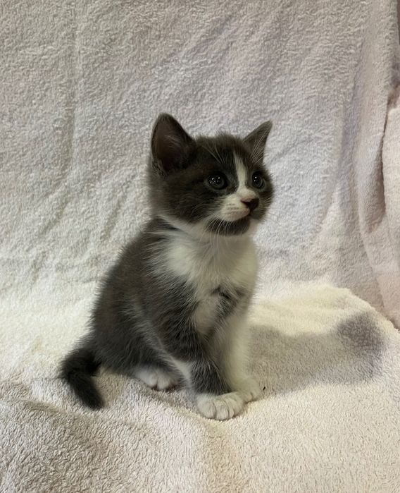 Кошенята хлопчики 1,5 місяці