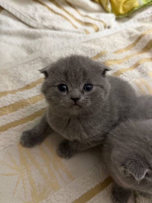 Шотландські висловухі кошенята