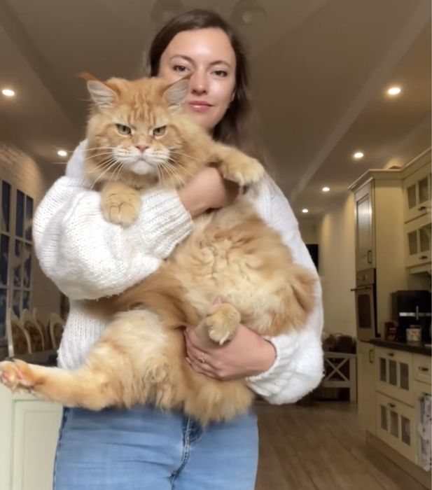 Котята мейн-кун из питомника с документами