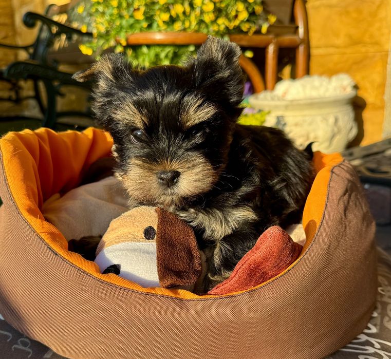 Yorkshire terrier suczka  Rezerwacja - Kinia ur.01.04.26
