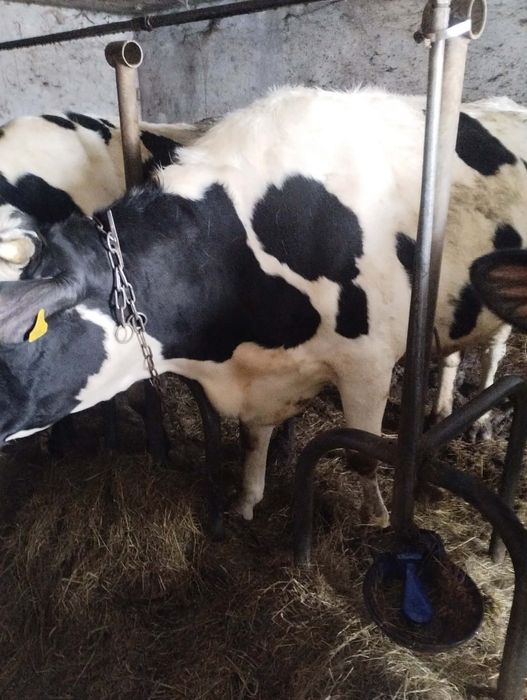 Jałówka cielan połowa marca