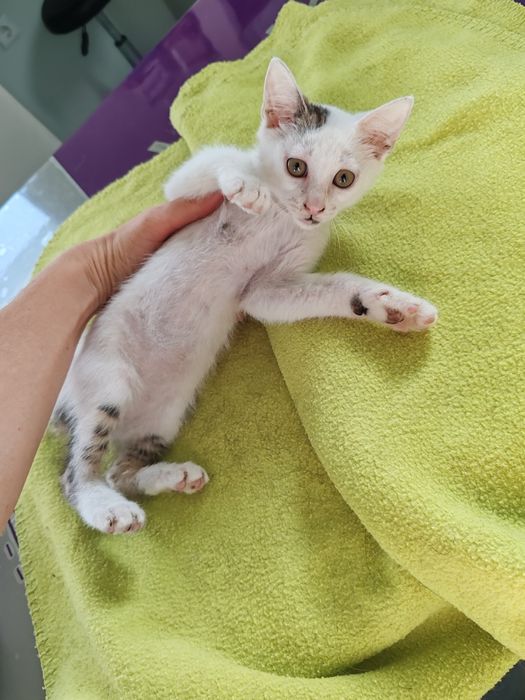 Dou gatinhos machos