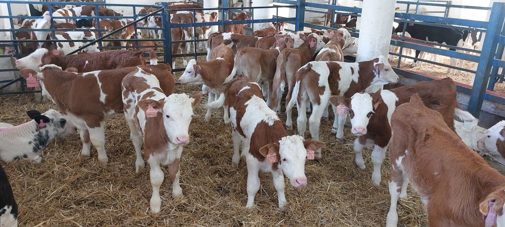 Cielęta Byczki Simental 100% Extra Forma