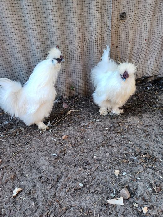 Sprzedam koguty silki I jaja lęgowe