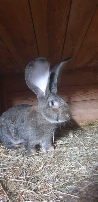 Młody Samiec olbrzym belgijski