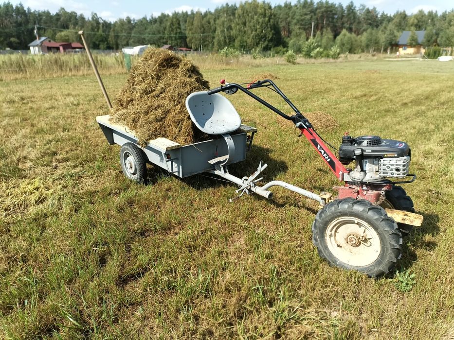 Terra Vari, dzik, gutbord