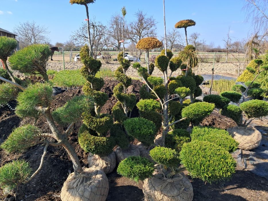 Bonsai, szczepy i choinki