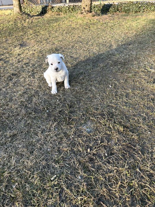 Oddam przyjazną suczkę