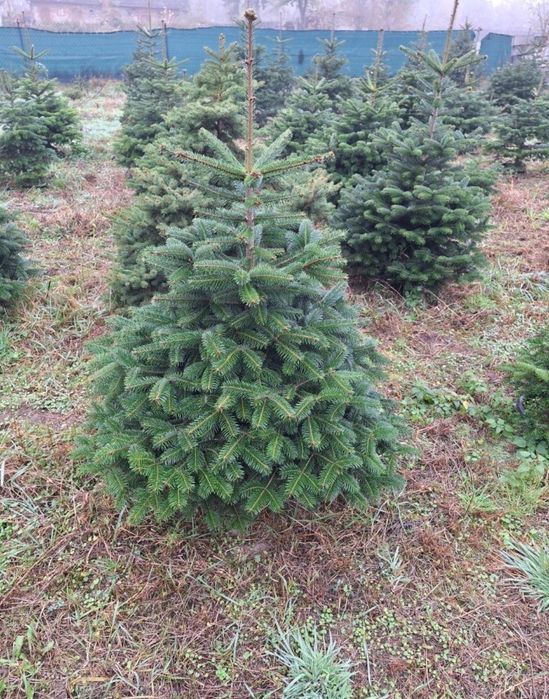 Jodła Kaukaska Hodowana w donicy.  Plantacja Choinek