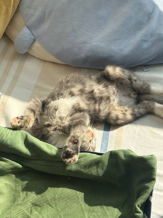 висловухе кошеня хлопчик