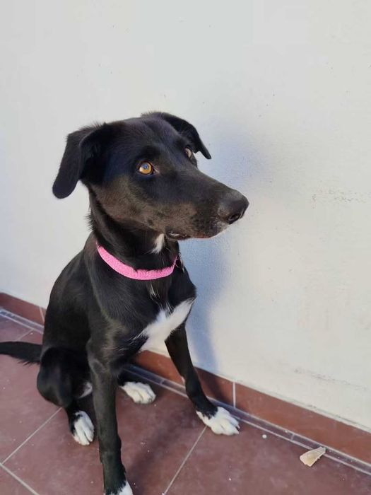 Adoção responsável– Maggie 6 meses