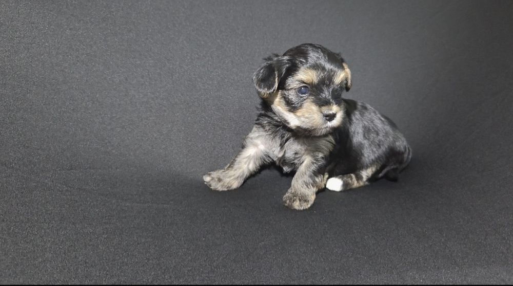 Yorkshire Terrier suczka