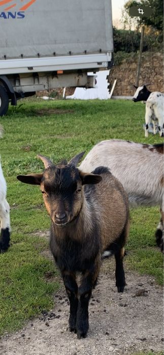 Cabrito micro anão
