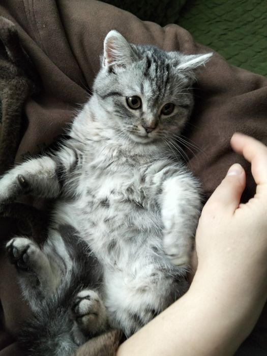 Британське неймовірно круте і ласкаве кошеня котик лагідний характер