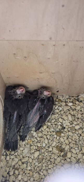 Varias aves para venda.
