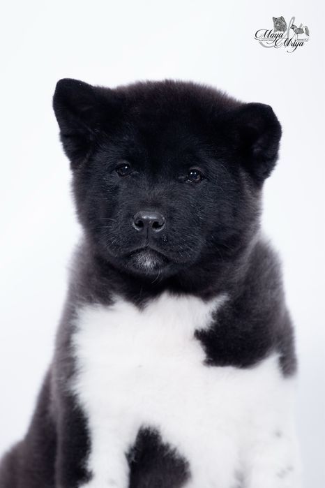 Американскька акіта/ американская акита / american akita