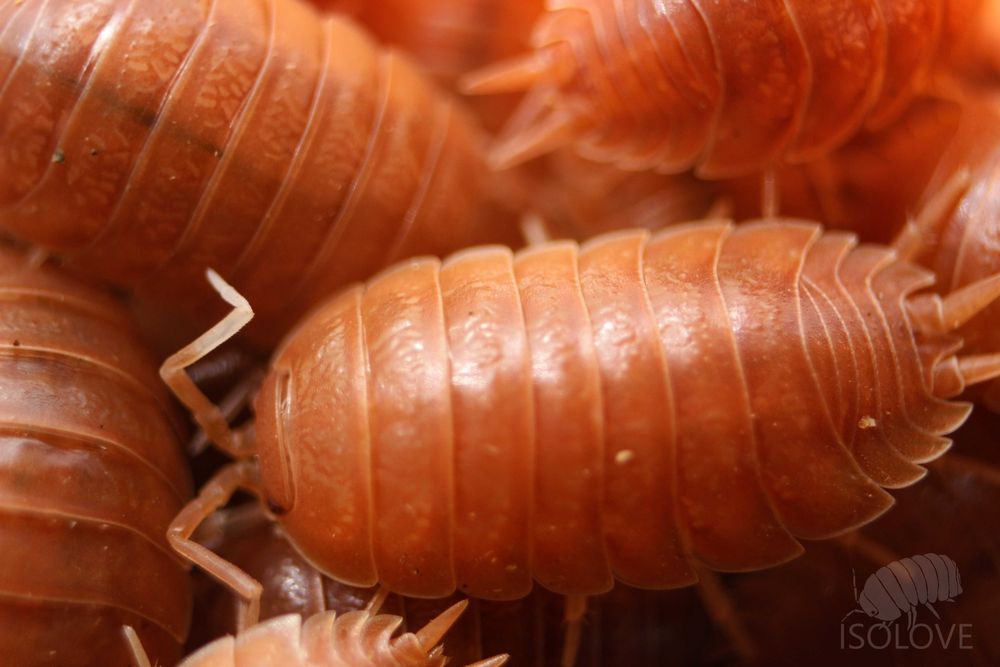 Porcellio laevis "apricot", prosionki, równonogi, ekipa sprzątającą