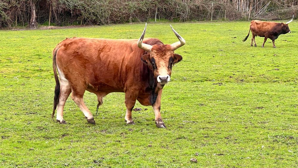 Boi Cacheno - Modo de Produção Biológico