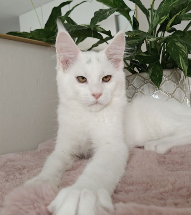 Wito duży biały kocurek Maine Coon