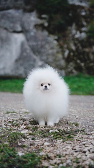 szpic miniaturowy biały Kraków sprawdź kategorię Psy rasowe