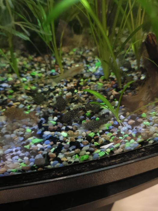 Promocja. Glonojady sprzedam