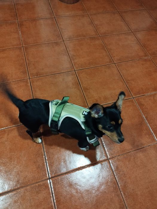 Arnês / Peitoral cão