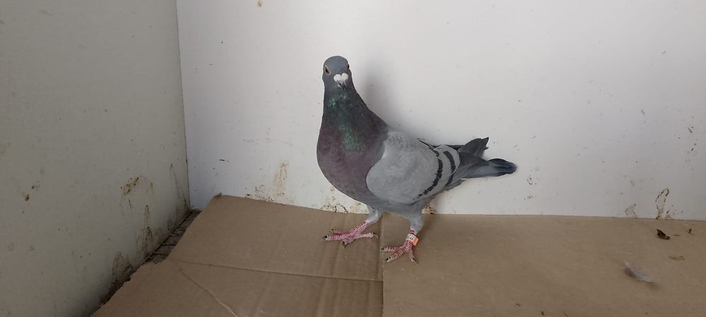 Sprzedam pocztowe samczyki