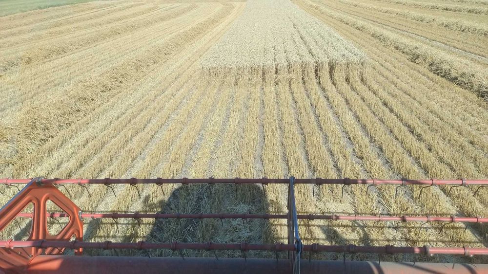 Siew kukurydzy, zbóż,rzepaku  uprawa pasowa strip till