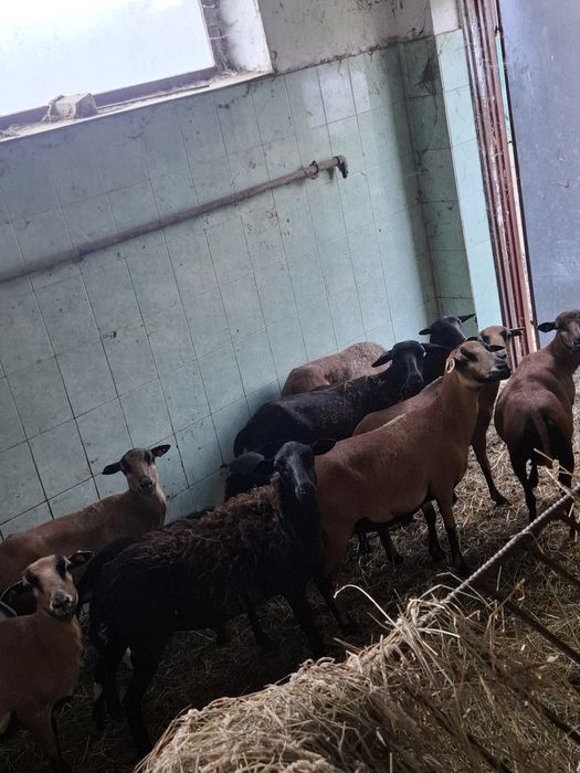 Sprzedam owce kameruńskie