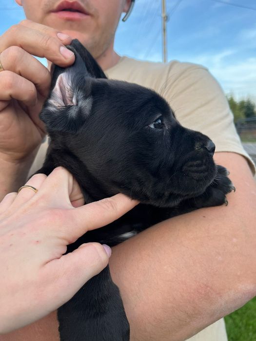 Cane Corso pies chłopak