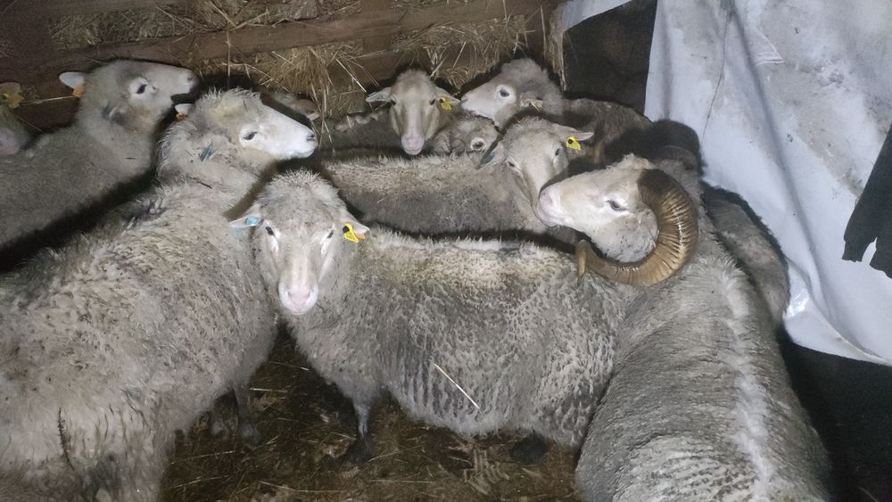 Ovelhas bordadeiras Entre Douro e Minho