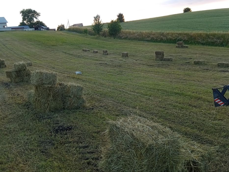 Сіно тюки 2025рік