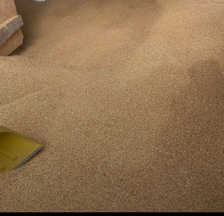 Пшениця урожай 2025 року продам пшеницю