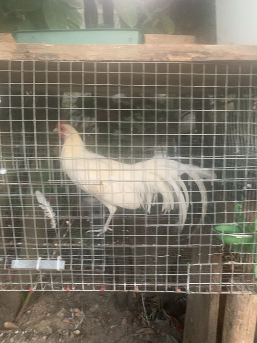 Garnizo fenix branco