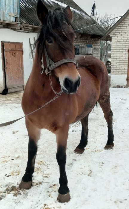 Продам кобилу 9років