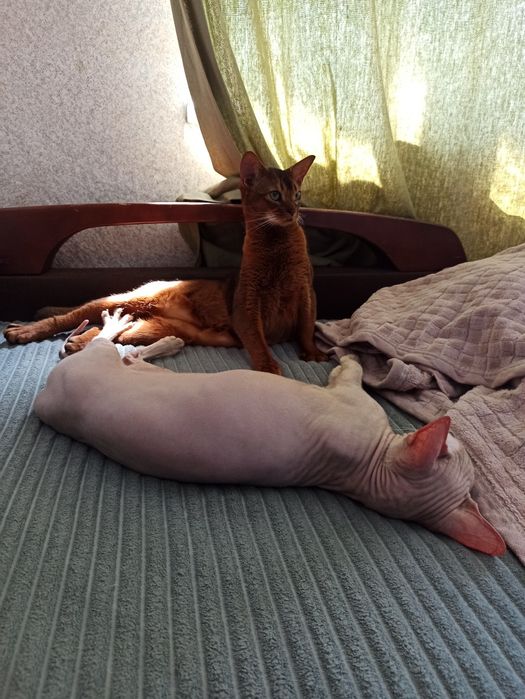 Перетримка ваших тварин з любовью, котики та інші, зооперетримка