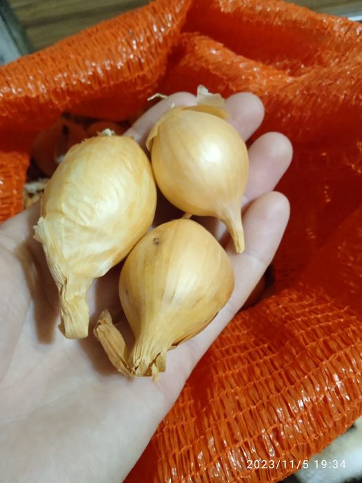 Корчуля кущівка шалот цибуля на посадку в наявності садиться як навес